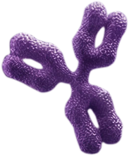 Antibody