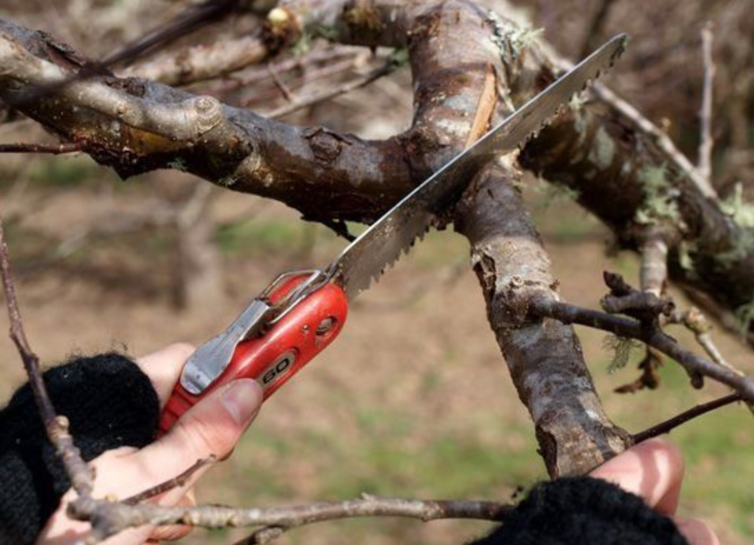 Можно ли срезать ветки. Опиловка плодовых деревьев. Обрезка плодовых деревьев. Инструменты для обрезки плодовых деревьев. Обрезка веток деревьев.