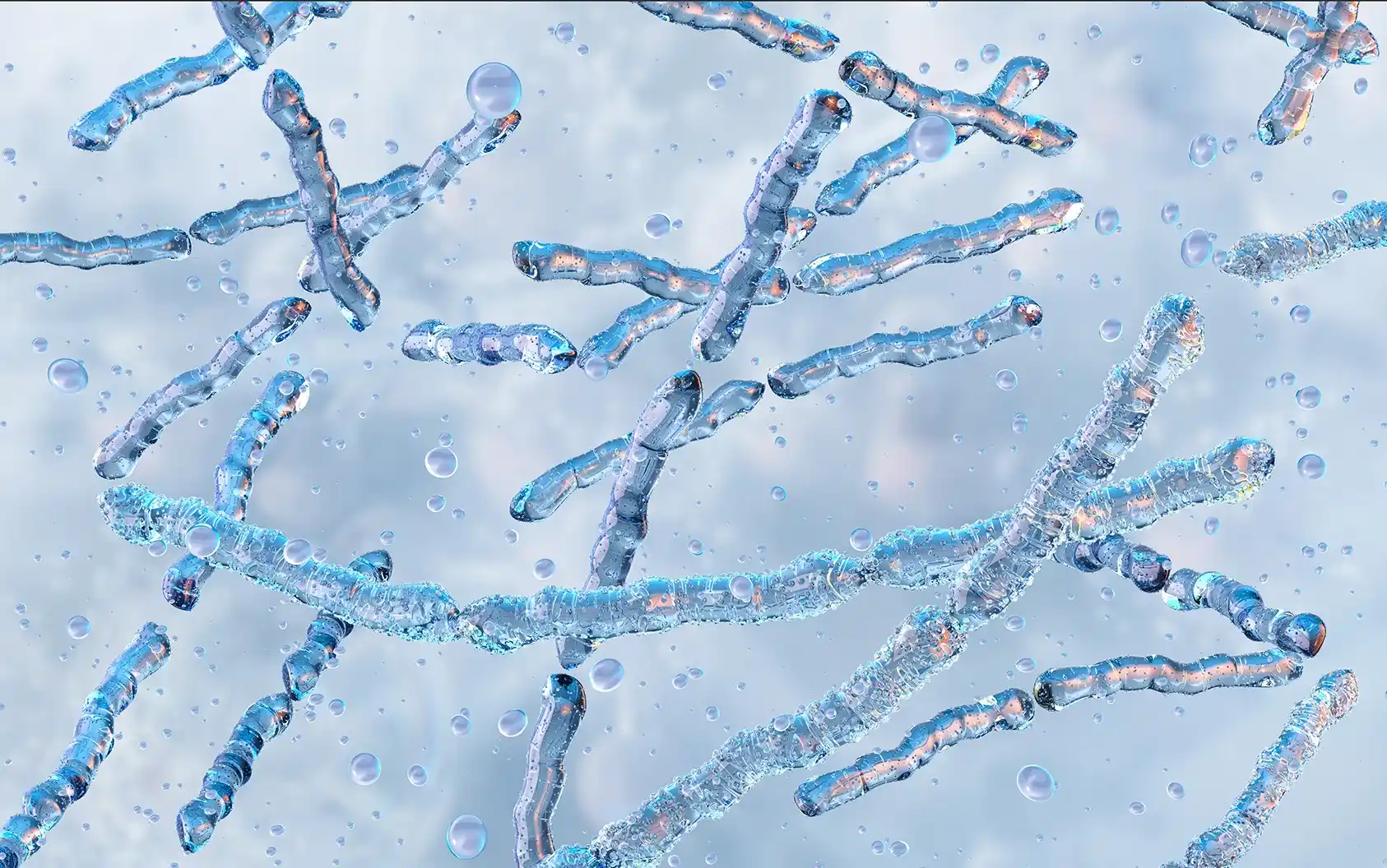 Lactobacillus bulgaricus