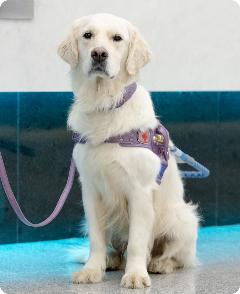 На мраморном полу в коридоре метро сидит голден-ретривер кремового окраса по кличке Маршал. Собака расслаблена, сидит ровно, взгляд устремлен на фотографирующего. У Маршала пушистая шерсть, которая на шее, груди и животе непослушно завивается в разные стороны. На нем амуниция нежного сиреневого цвета: кожаная шлейка собаки-поводыря с голубой ручкой, классический ошейник и поводок.