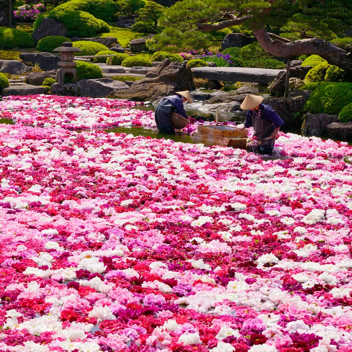 Цветы Японии