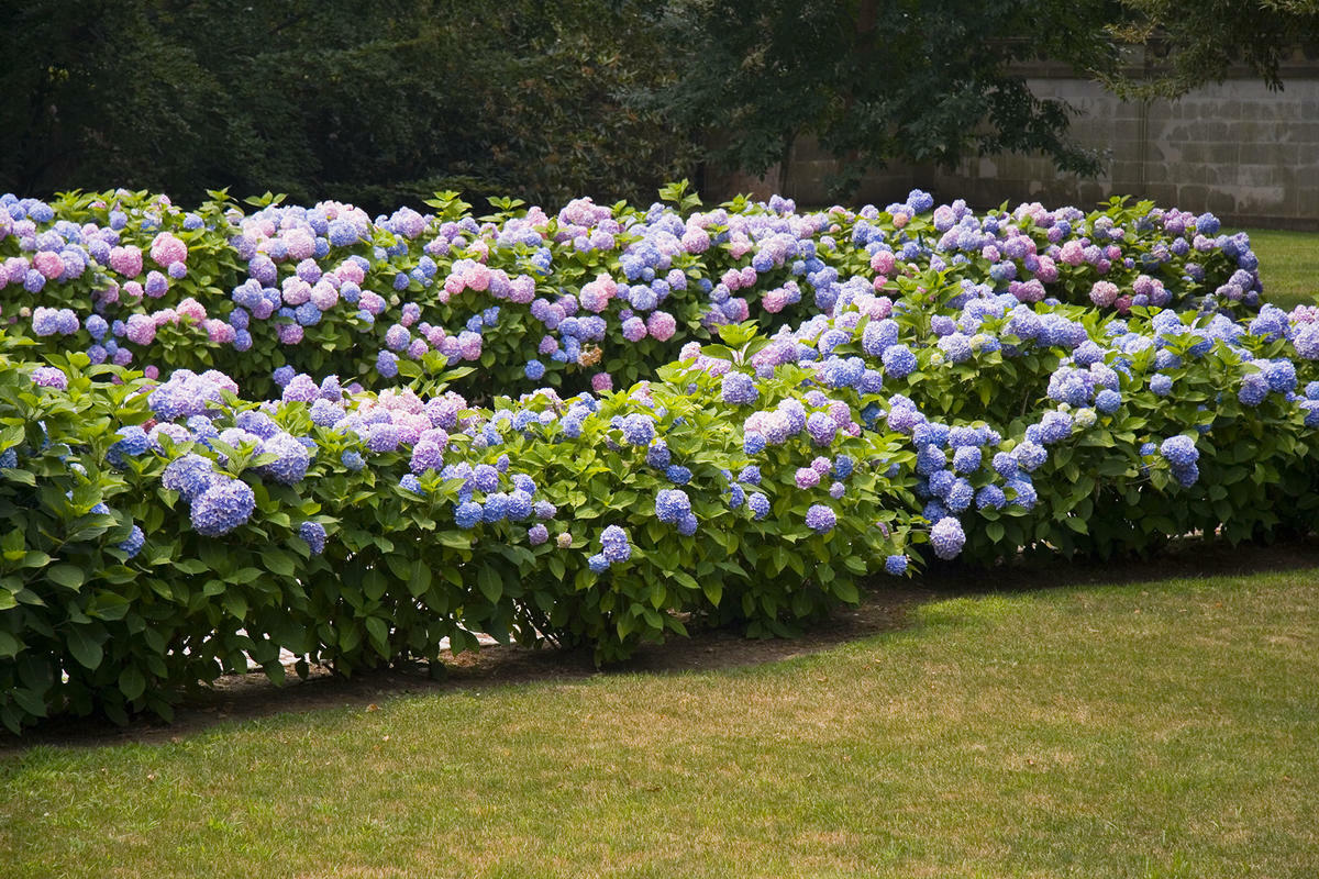 Живая изгородь из гортензии - Hydrangea| Блог о ландшафтном дизайне