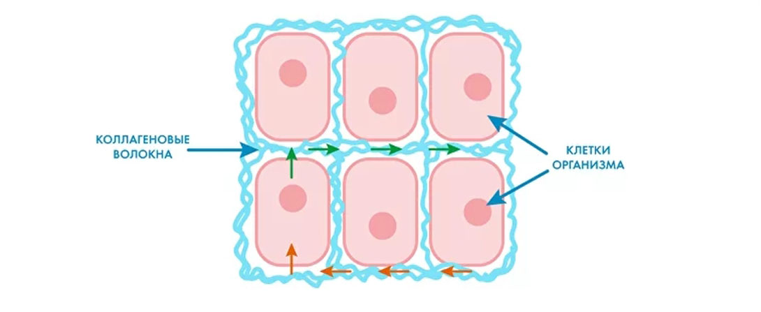 Пространство между клетками заполненное воздухом. Пространство между клетками. Чем заполнено пространство между клетками. Пространство между клетками заполняет. Вокругсинусоидное пространство пространство диссе.