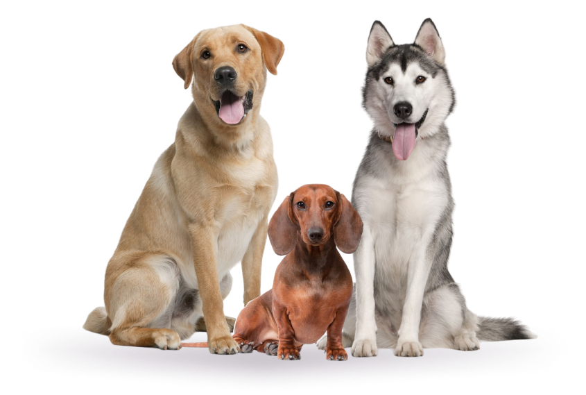 Зоогостиница для собак