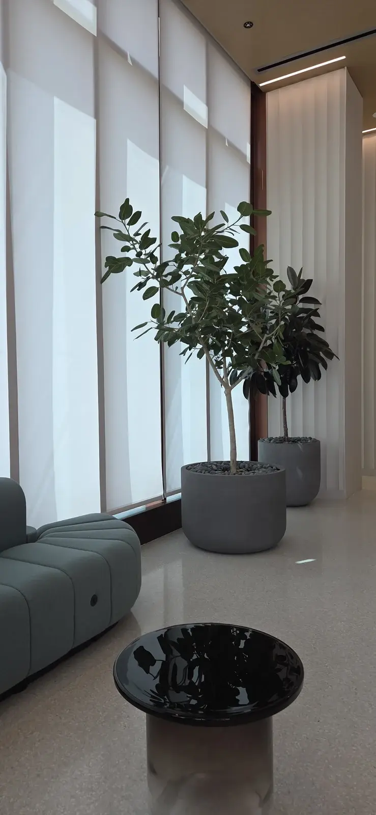 A pair of ficus trees in gray planters by a floor-to-ceiling window next to a teal lounge sofa