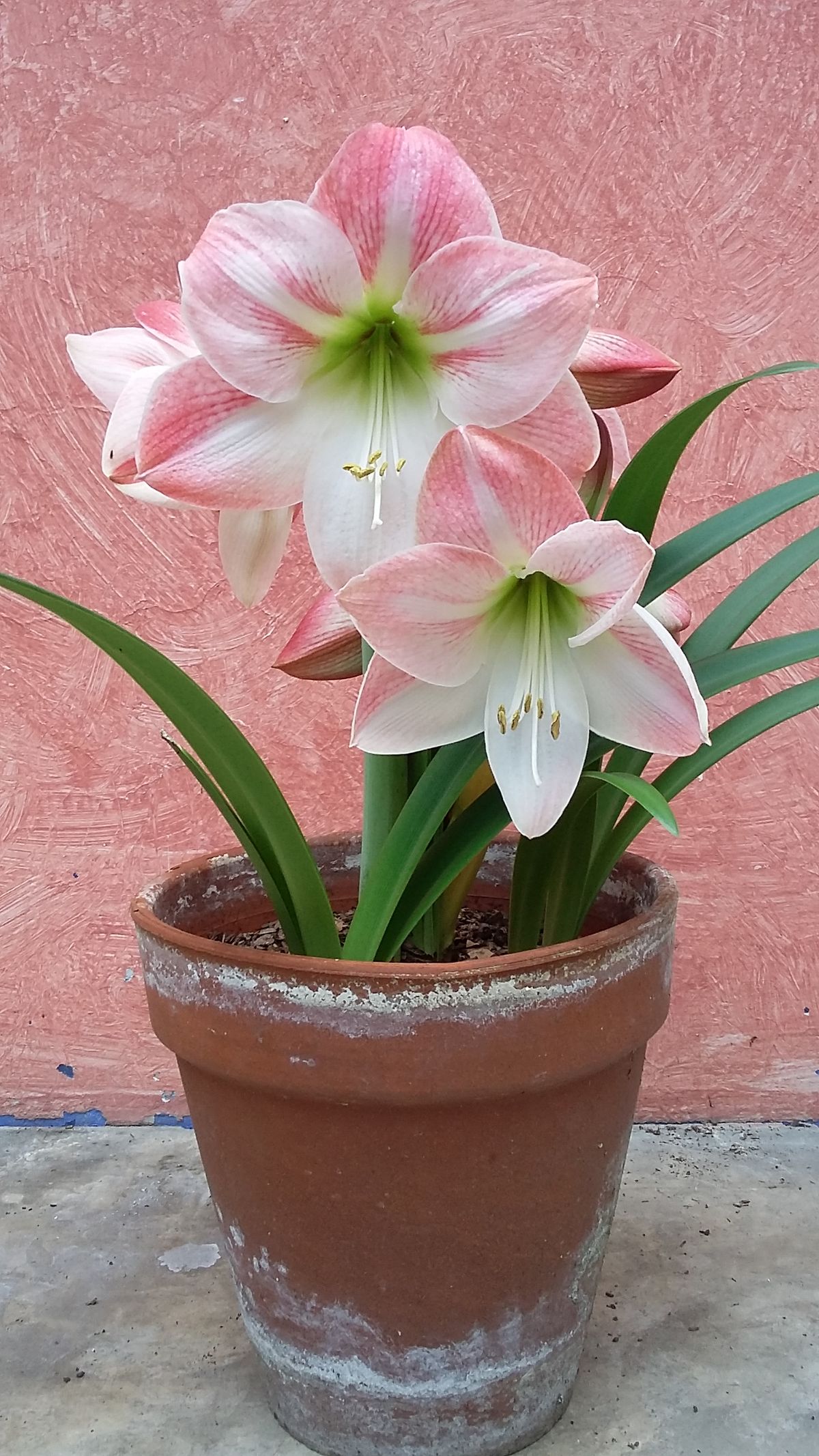 Succulent in ceramic pot