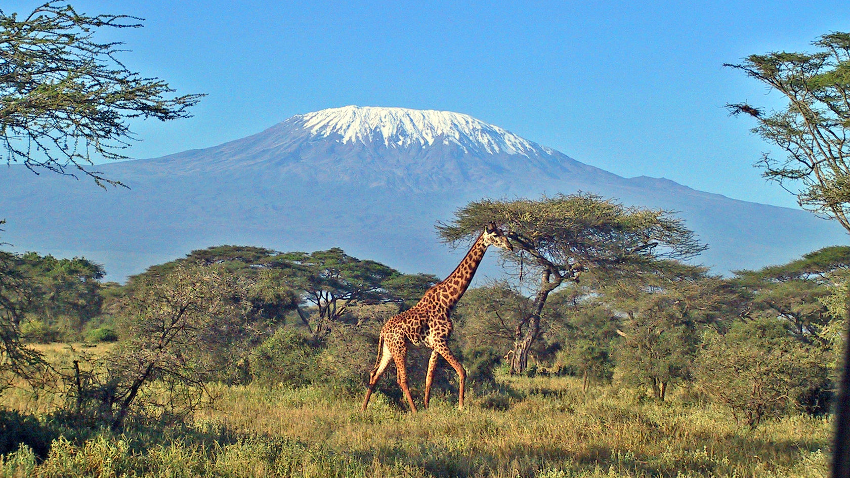 Самые высокие африки. Национальный парк Килиманджаро. Национальный парк Килиманджаро в Африке. Национальный парк Амбосели Кения. Кения Килиманджаро.