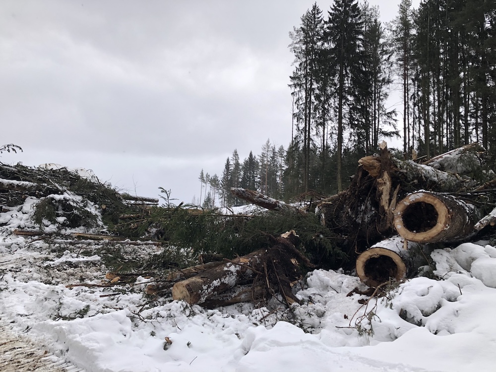 Складирование древесины под Россети