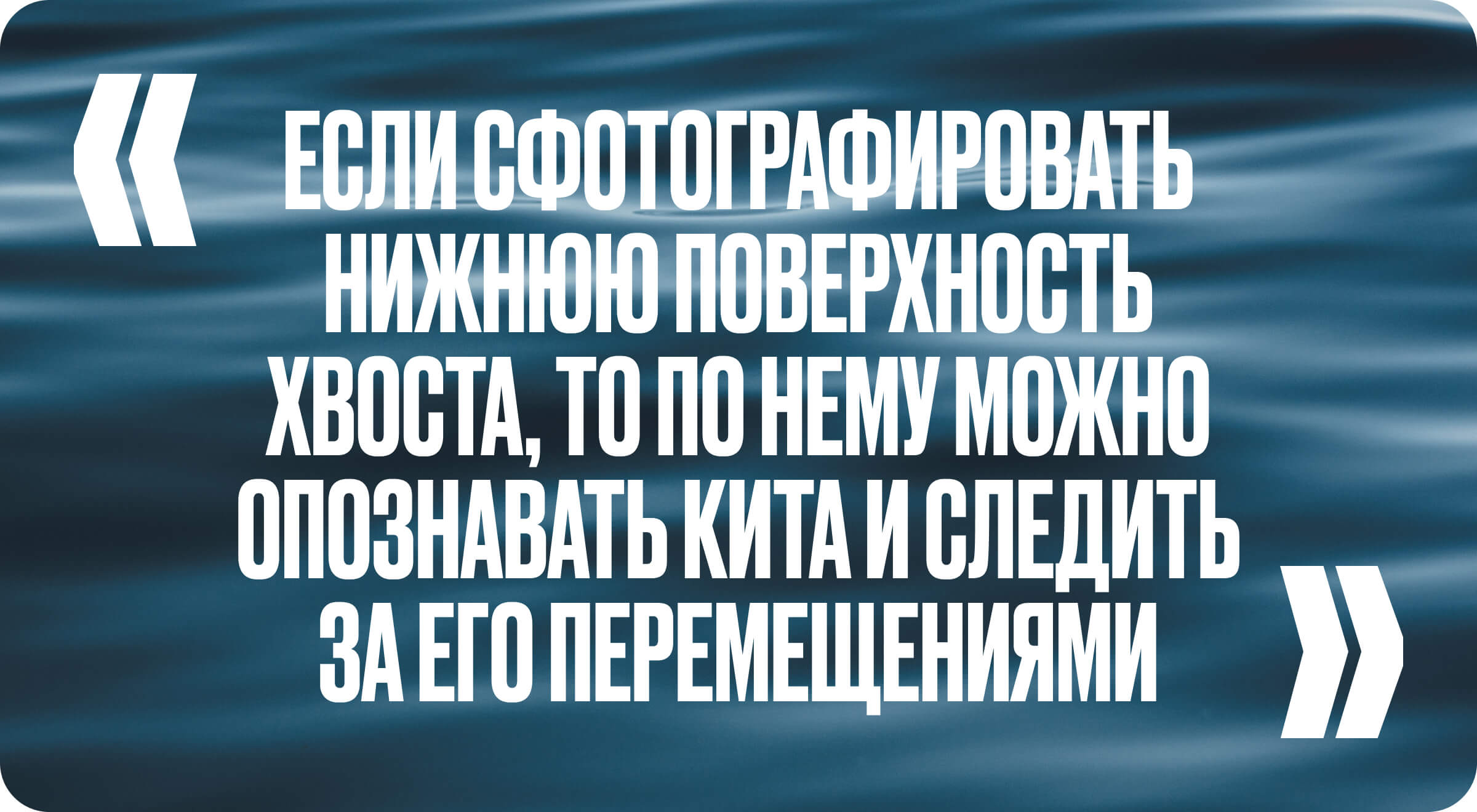 У косаток матриархат»: большое интервью с Ольгой Филатовой