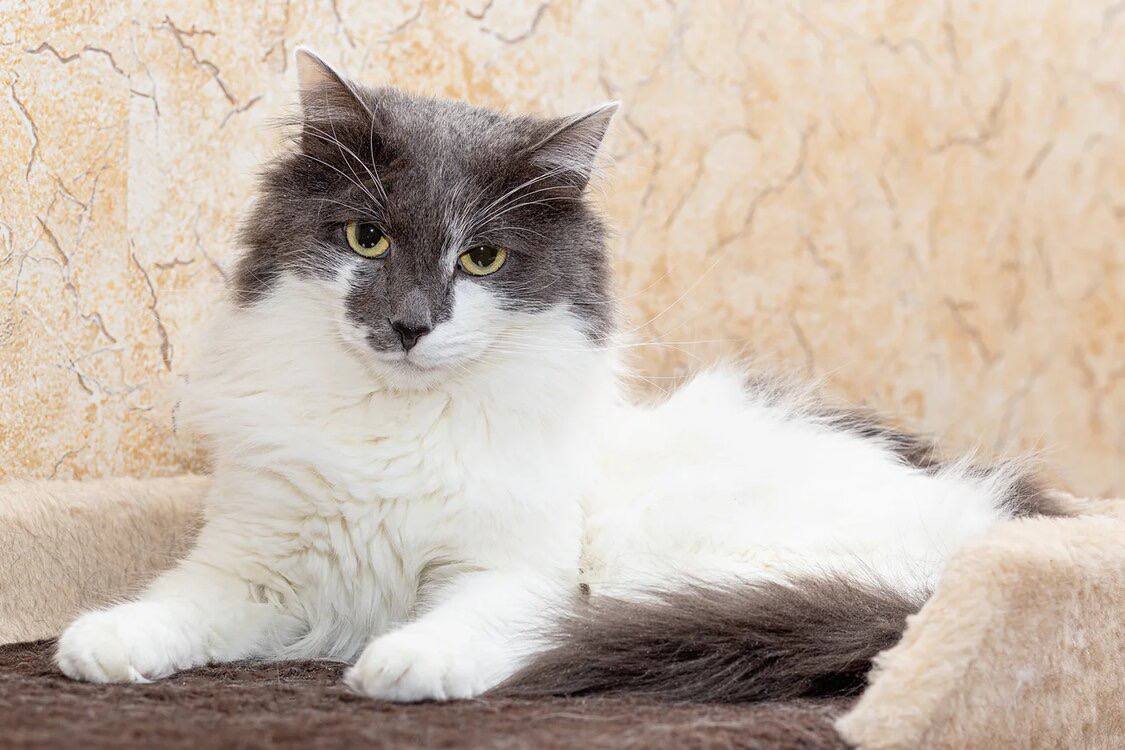Кот Лёва ищет дом