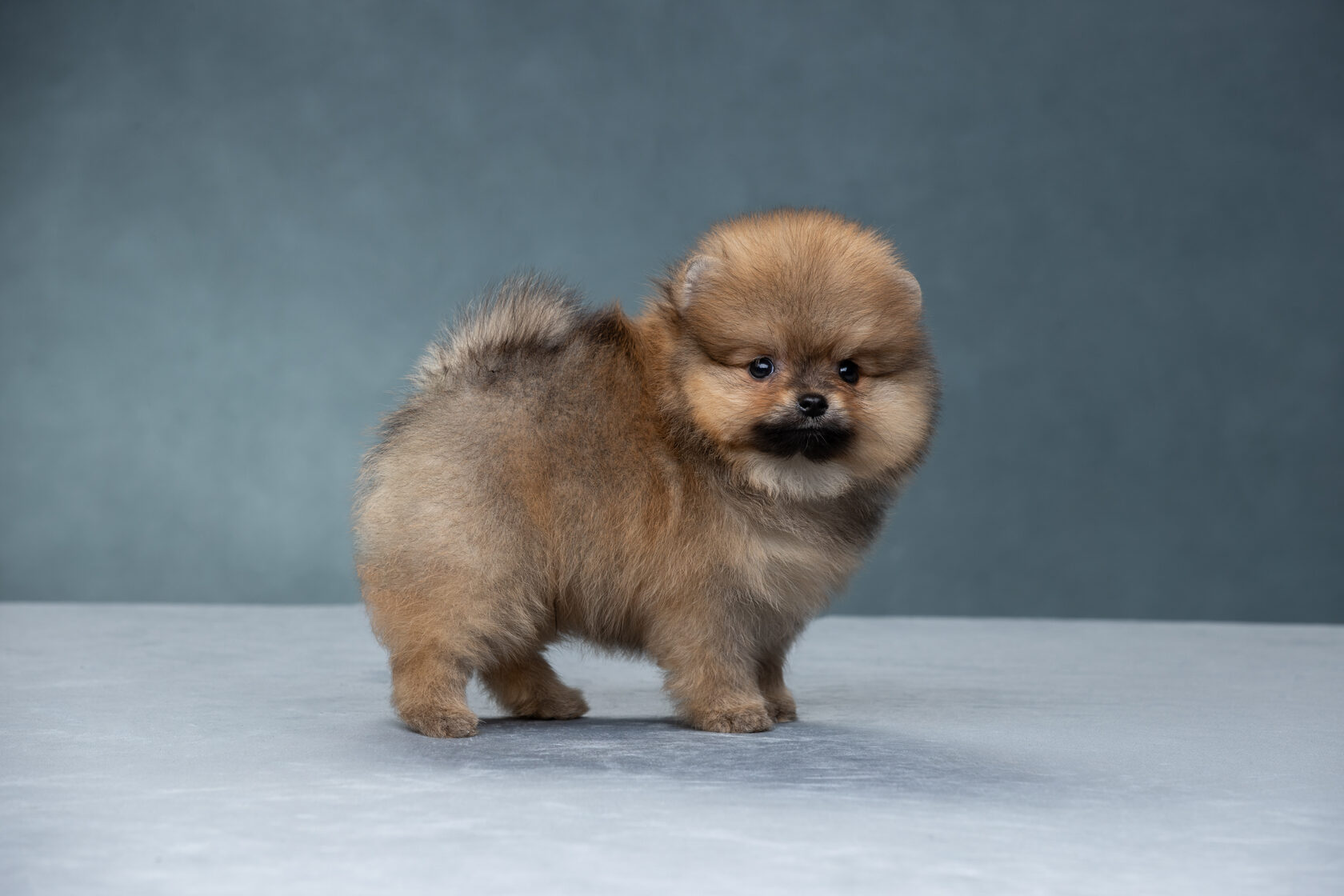 мини шпиц померанский приют. собачек шпиц в приютах.