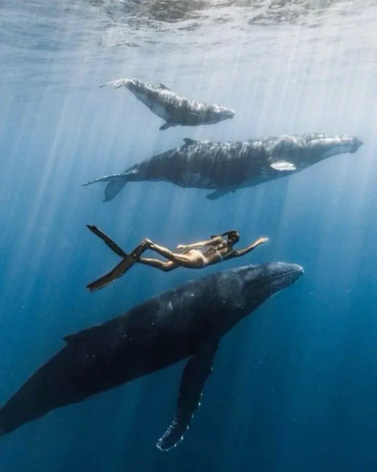 Морское сафари в Тамарине