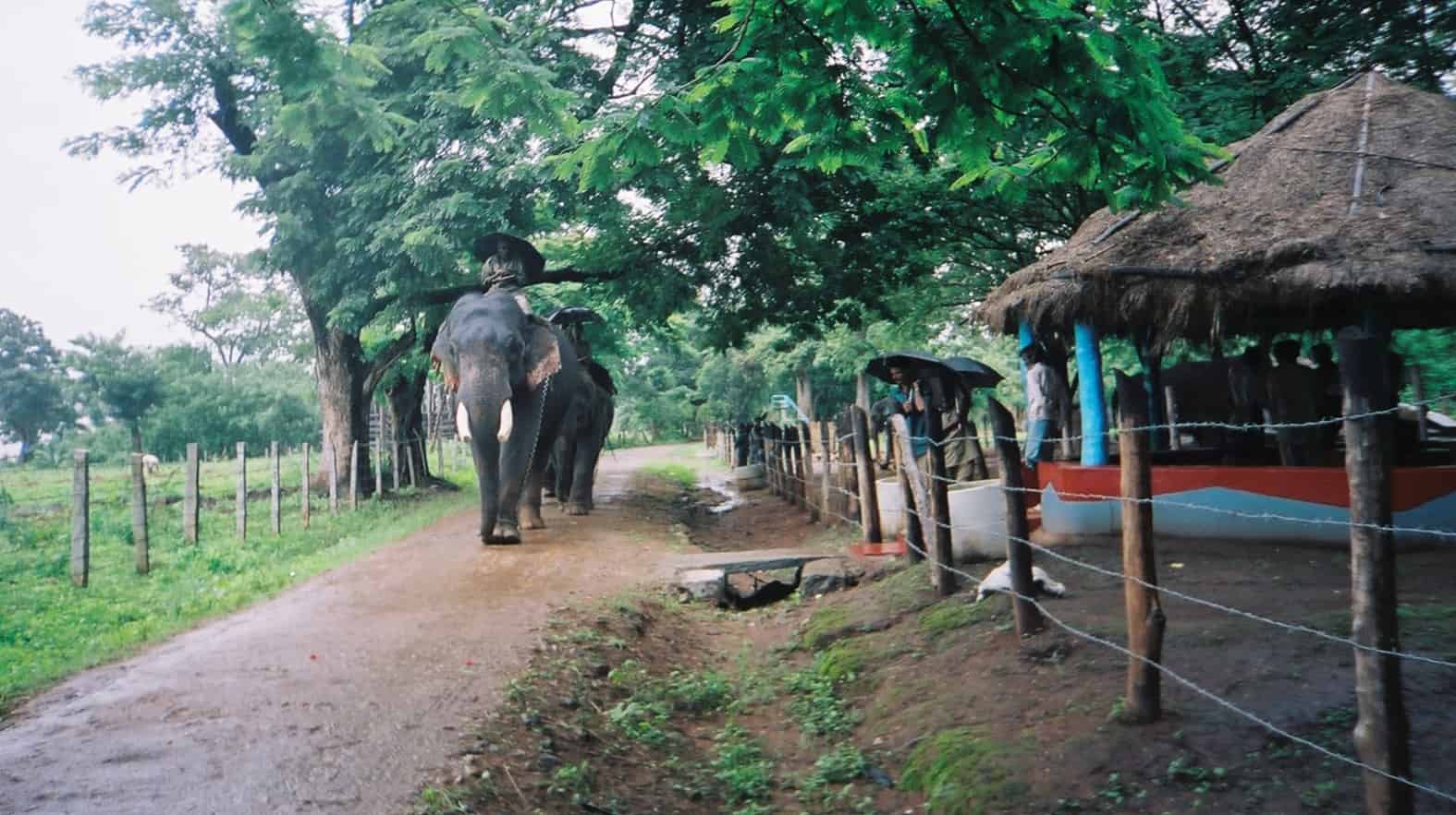 катание на слоне на экскурсии