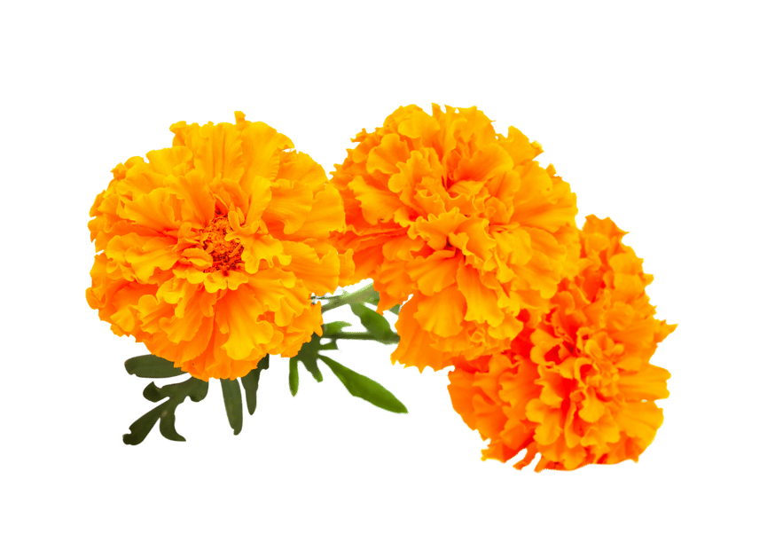 marigold