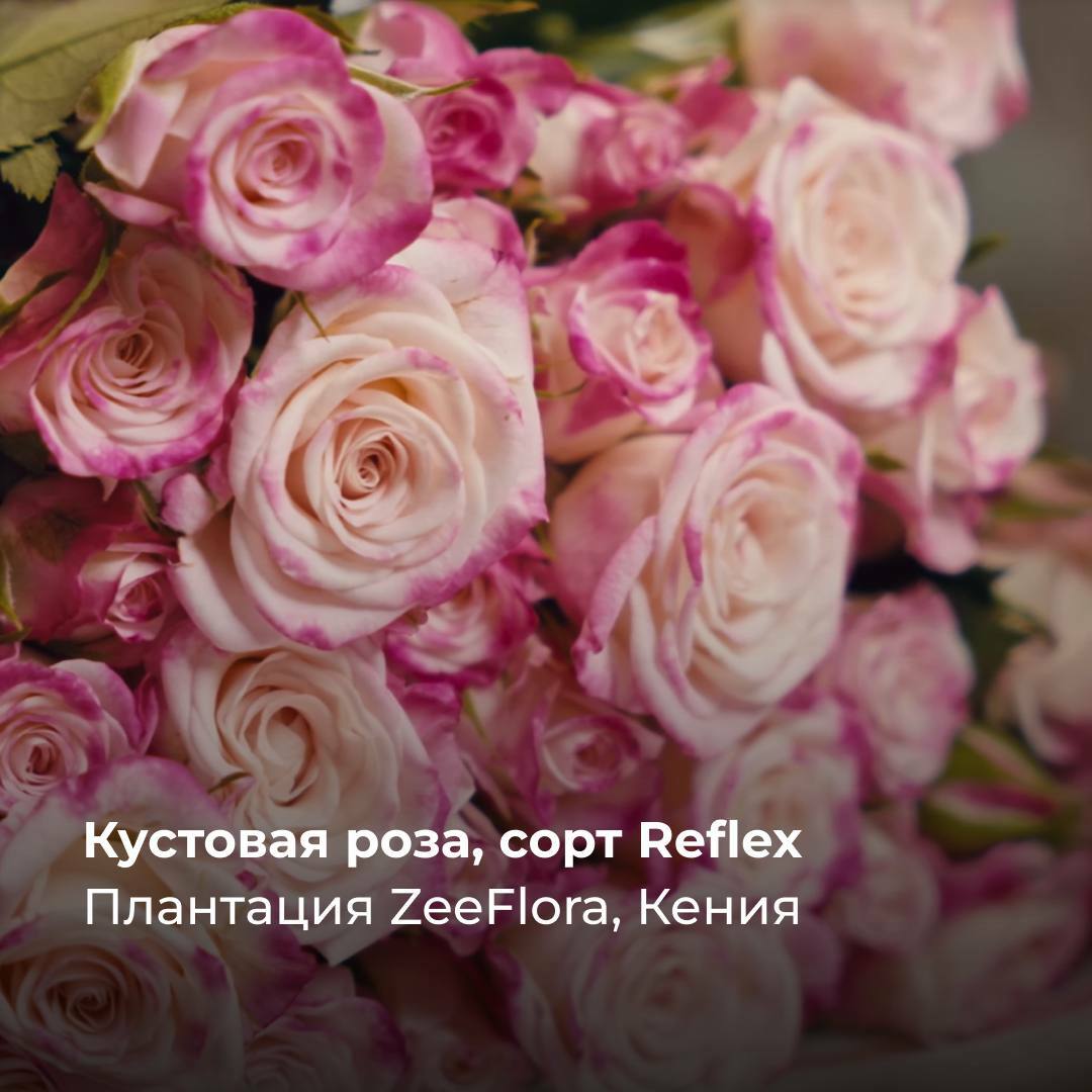 Роза Reflex