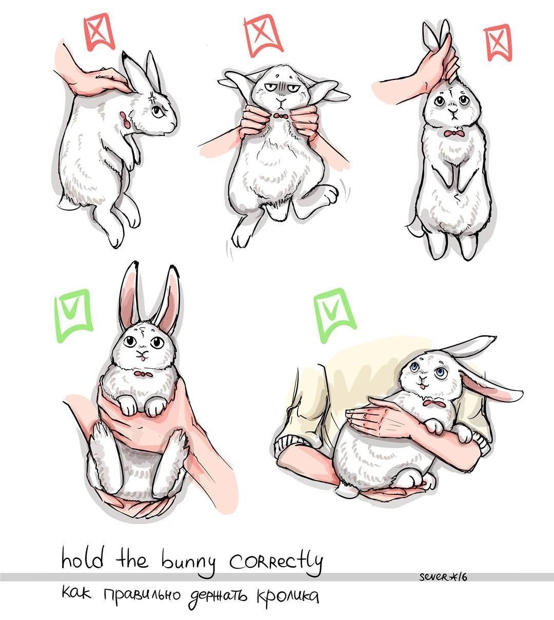 Памятка по уходу за кроликом-питомцем, изображение №7