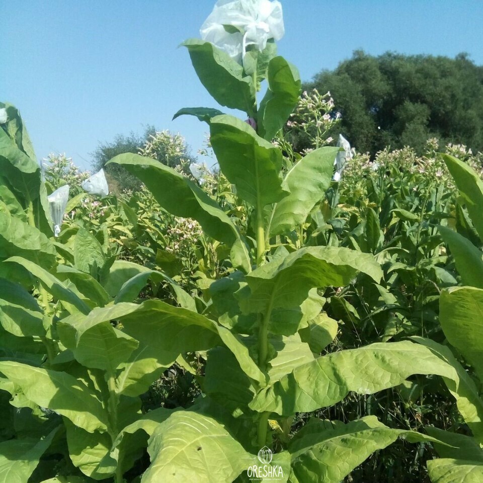 Seeds of Tobacco Kerti (Nicotiana tabacum) — 300 pcs