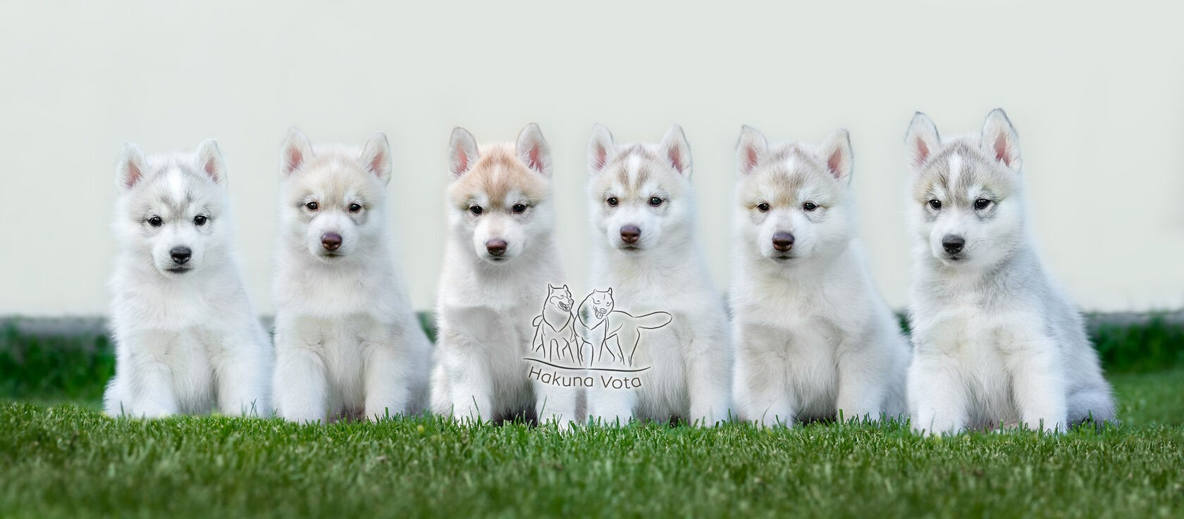 Hakuna Vota, husky, puppies, boys, girls, litter, champion, bloodlines, pure bred, siberians, responsible, breeding, available, for sale, delivery