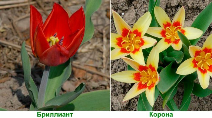 Кауфмана