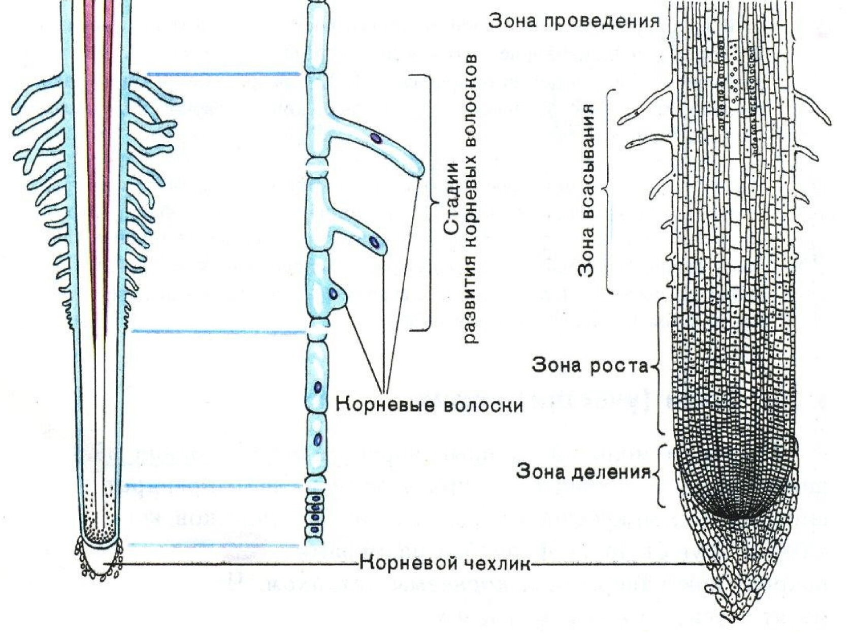 Зона деления какие клетки