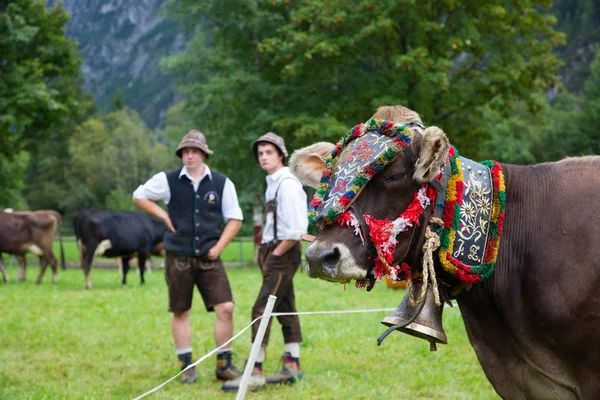 how is austrian culture in personality,austrian culture,austrian relationship culture,austrian culture about forgiveness,austrian vs german culture,austrian food culture,austrian music culture,austrian work culture,how is austrian culture,swiss vs austria
