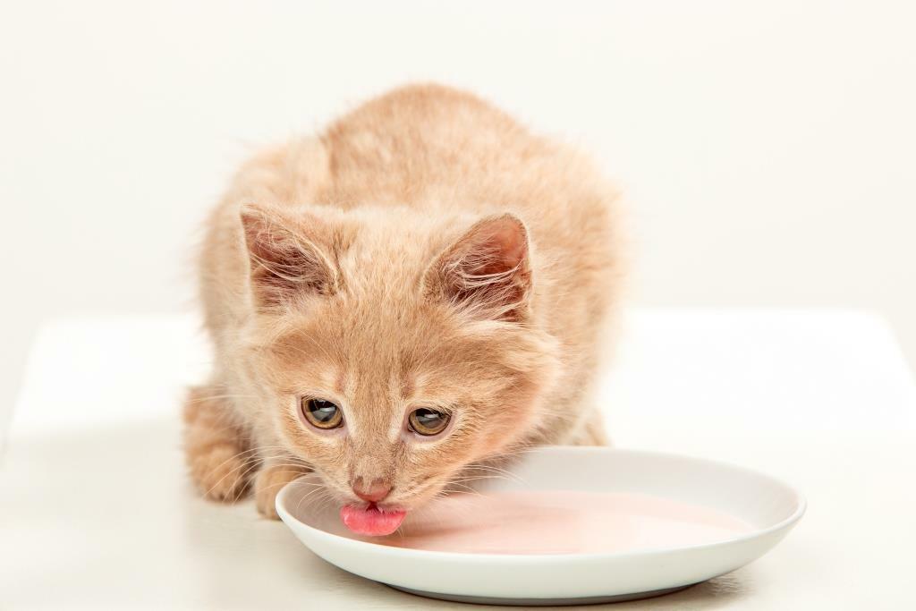 Надо ли чередовать сухой и влажный корм при кормлении кошки?
