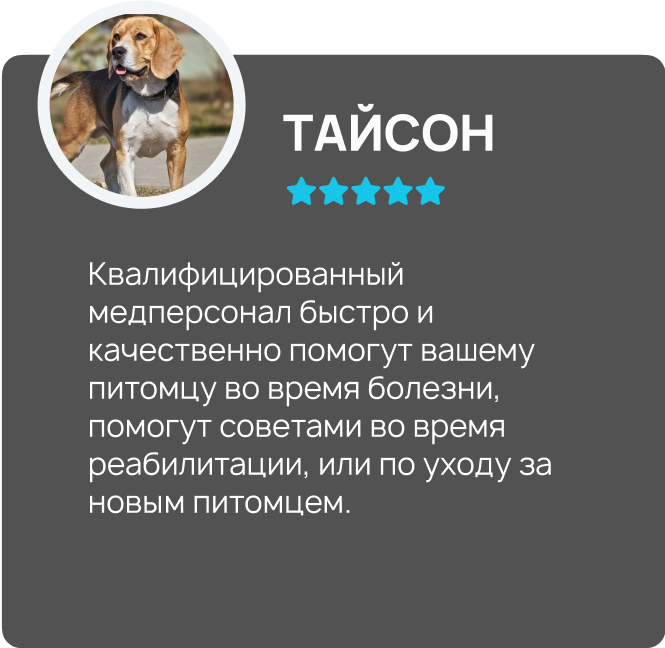 Центр здоровья животных, ветеринарная клиника, ветеринарная клиника в Туле, ветклиника центр здоровья животных, ветклиника, ветклиника тула, стерилизация собак Тула, стерилизация кошек Тула, врач ветеринар на дом, врач ветеринар на дом Тула, врач для животны, врач для животных Тула, врач по почкам ветеринар, врач хирург ветеринар, Тула ветеринар, Ветеринарная больница Тула, Тула лечение животных, Тула вакцина собаке, Тула вакцина кошке, стерилизация Тула, кастрация Тула, груминг Тула, зоогостиница Тула, передержка животных Тула, ветеринарная аптека Тула, ветеринарный врач Тула, лечение животных, вакцинация, стерилизация, кастрация, кастрация собак, кастрация кошек, кастрация Тула, кастрация собак Тула, кастрация кошек Тула, груминг, груминг Тула, зоогостиница, передержка животных, ветеринарная аптека.