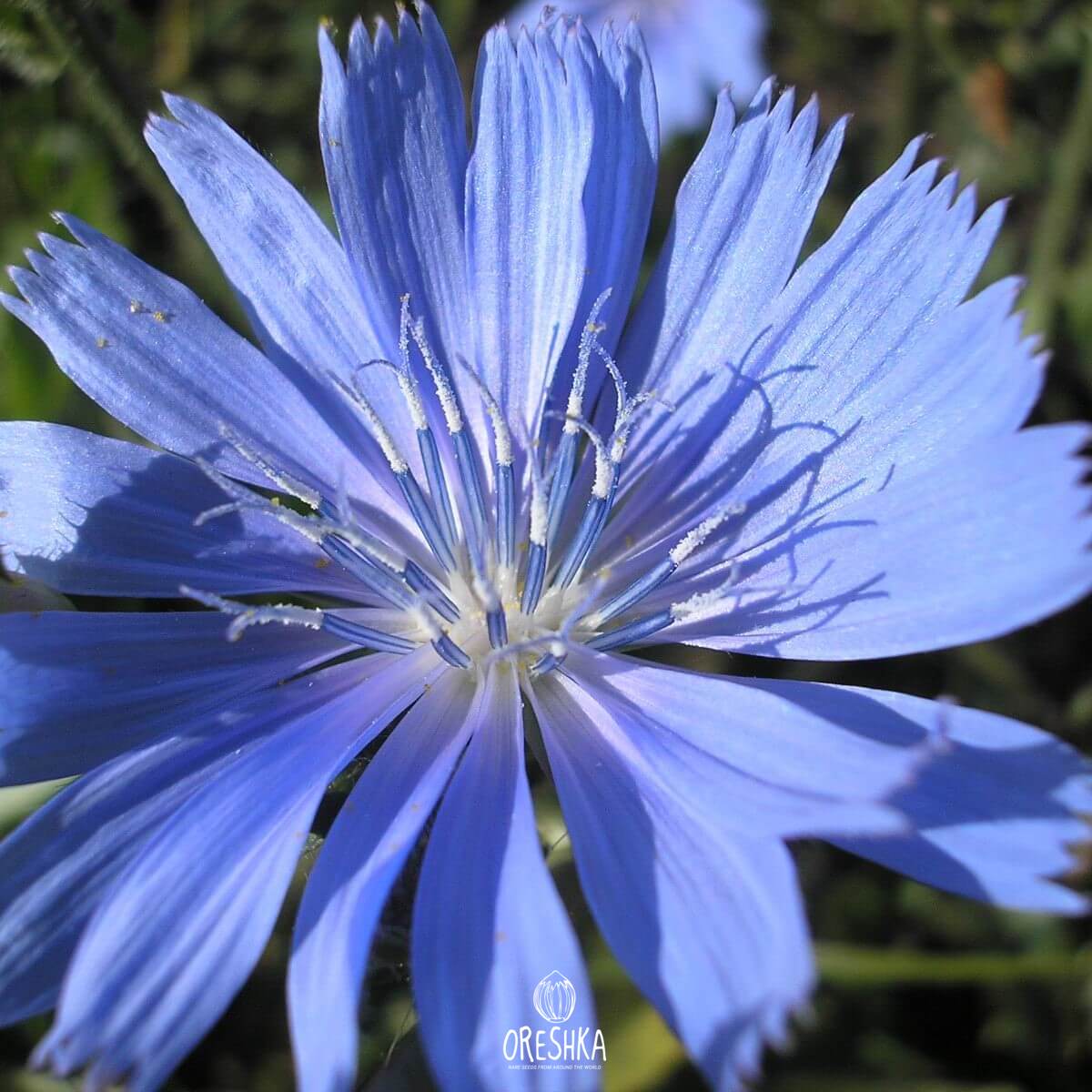 Seeds of Common chicory - 500 pcs