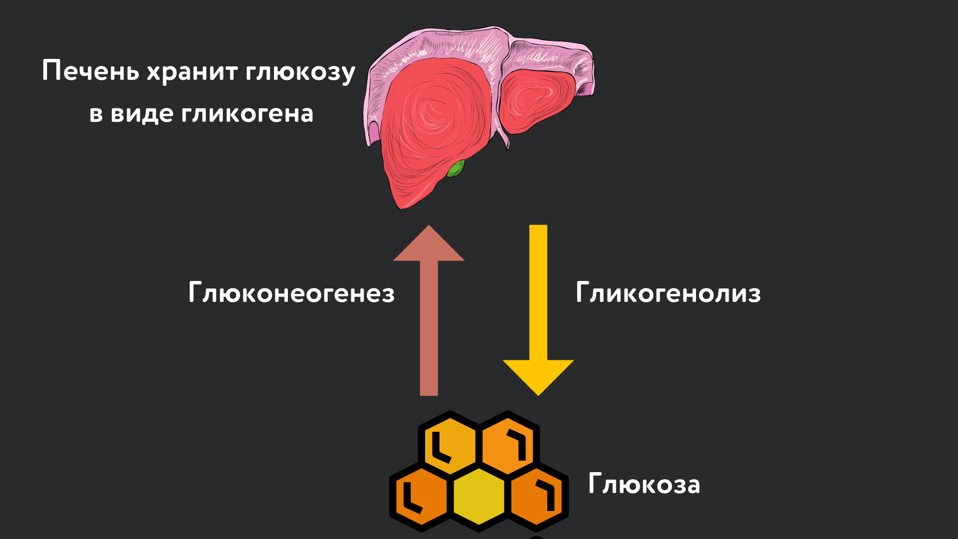 питательные вещества-поглощение-волосы2 копия