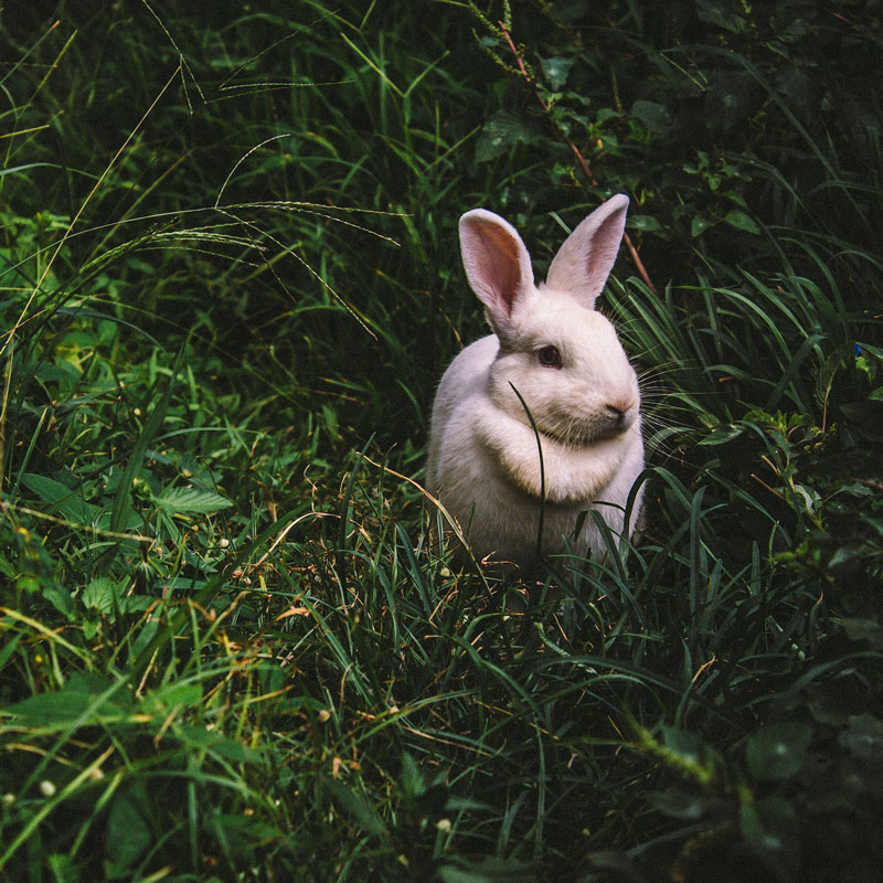 Bunny 4. Кролик Эстетика. Животные Эстетика. Животные в лесу Эстетика. Животные Англии Эстетика.