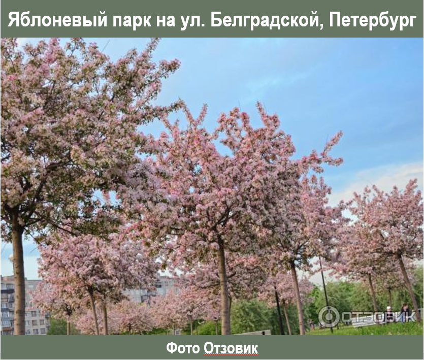 https://i5.otzovik.com/2016/05/25/3371445/img/1371932.jpeg 