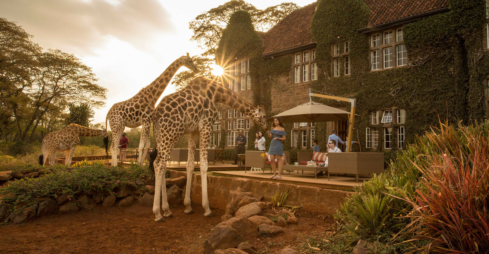 Кения отель с жирафами