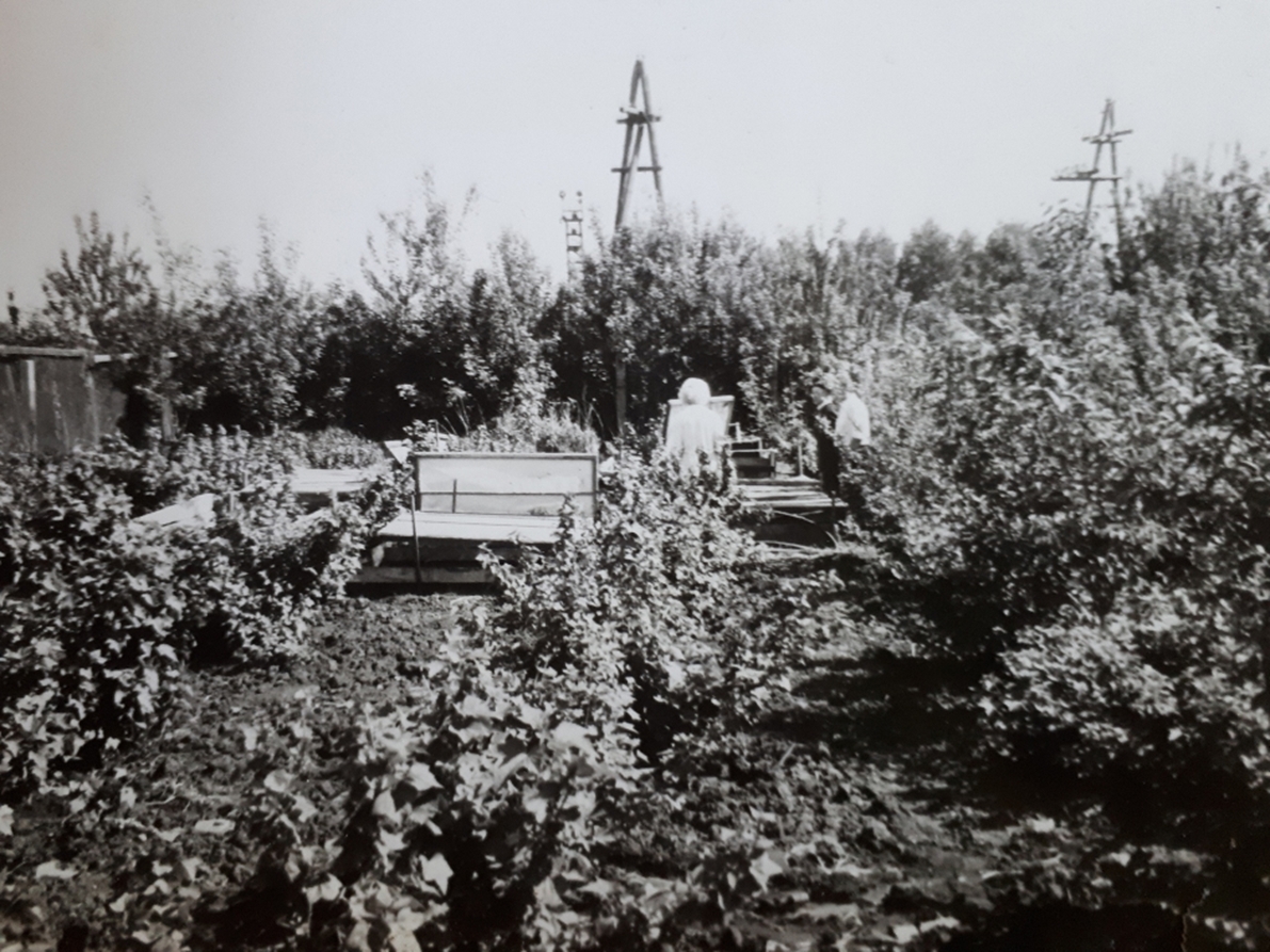 Закладка сада