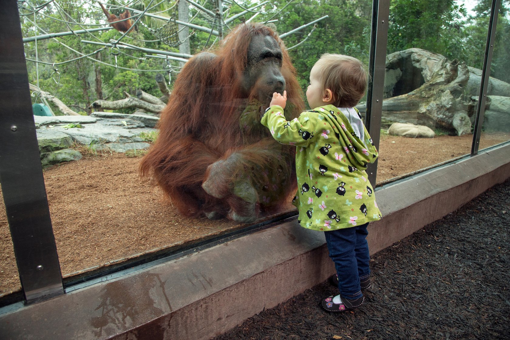 Дети в зоопарке
