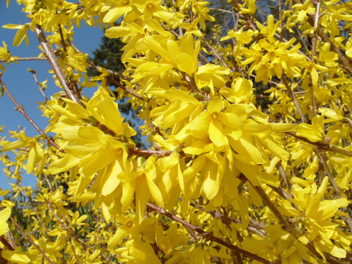 Forsythia suspensa