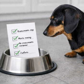 Такса смотрит на список правил кормления собаки в пустой металлической миске на полу