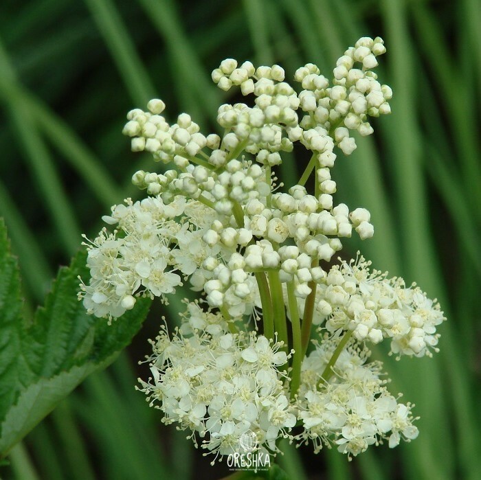 Meadowsweet white flower heads close up detail frothy panicle