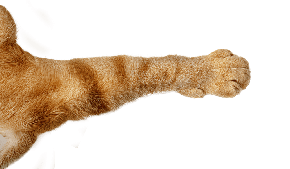 лапа рыжего кота крупным планом