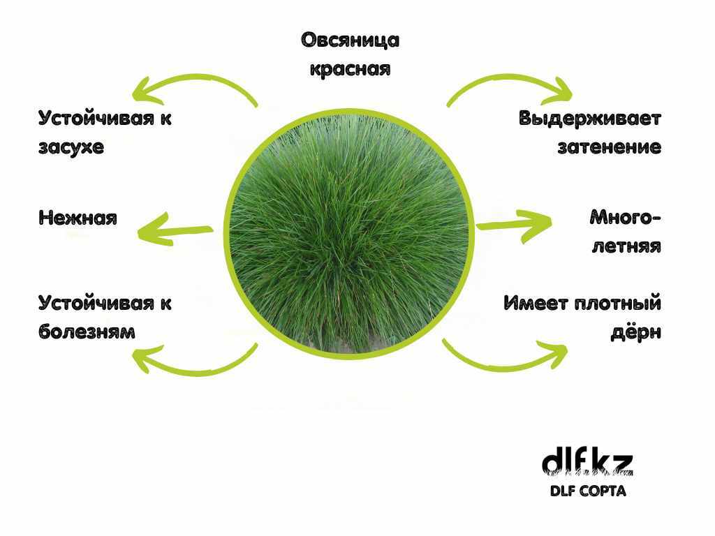 Овсяница красная плюсы и минусы. Овсяница красная семена. Овсяница красная описание. Овсяница красная maxima. Овсяница красная измененная.