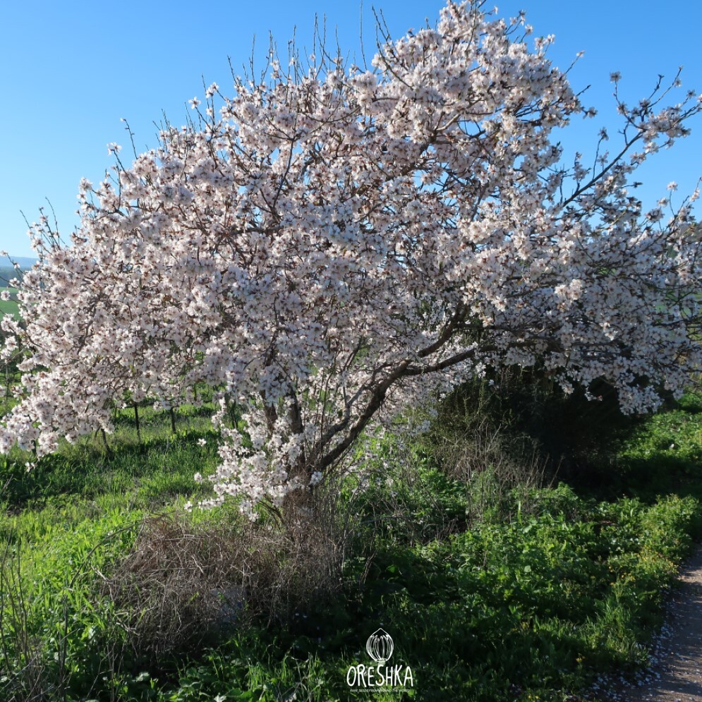 Seeds of Sweet almond Uzbekistan (Prunus dulcis) — 10 pcs