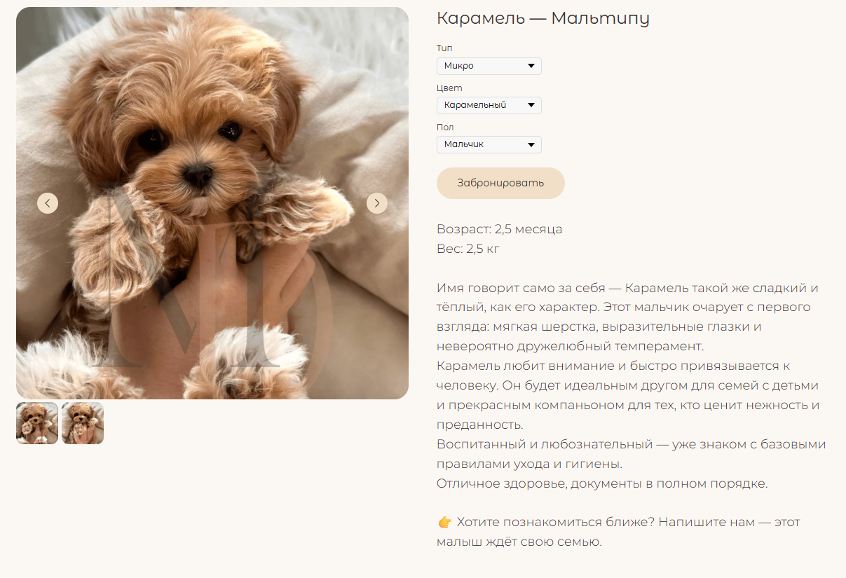 карточка щенка мальтипу карамель