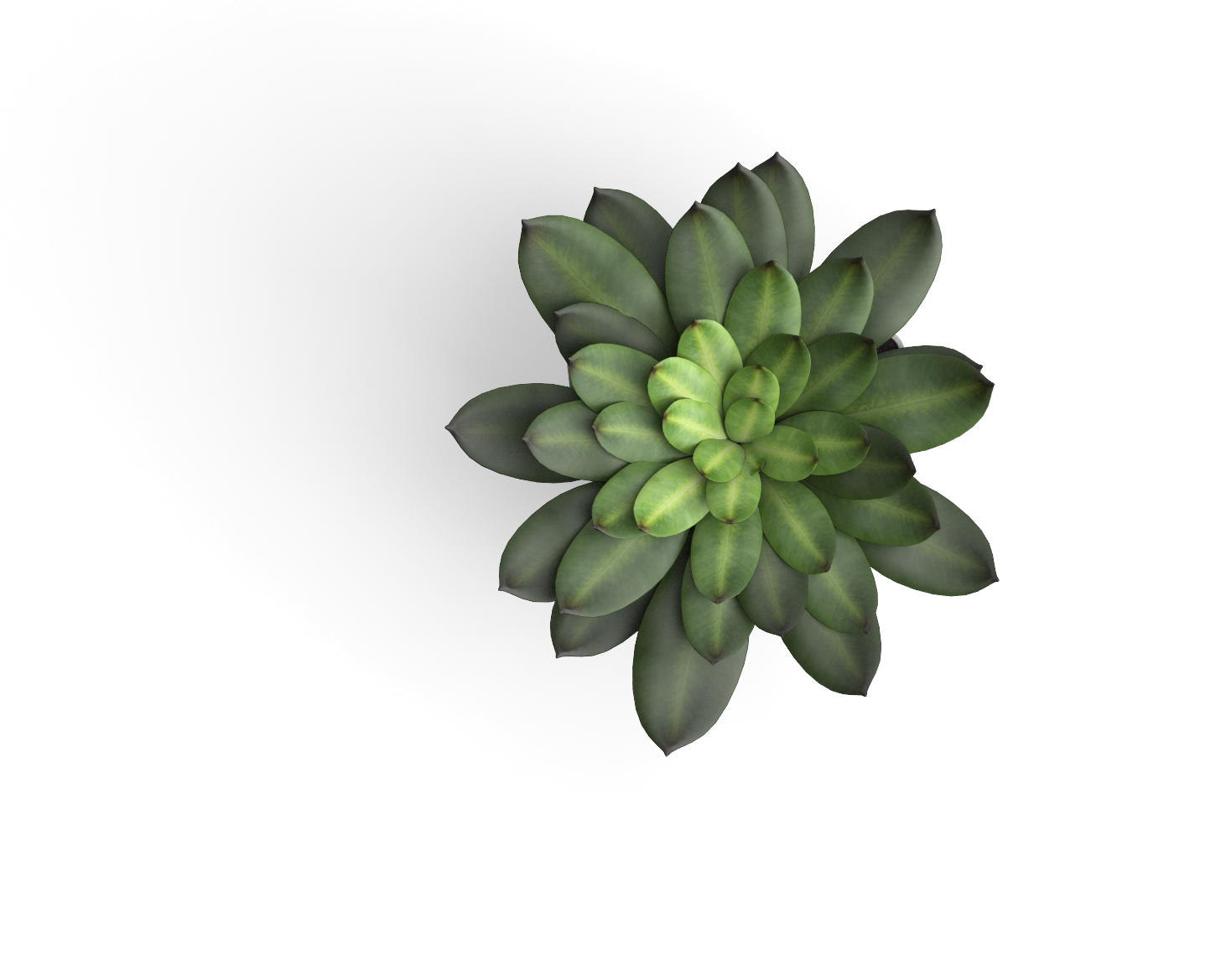 Растение в горшке вид сверху. Цветы сверху PNG. Succulent PNG.