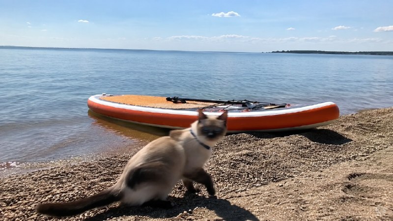 Кошка у SUP-борда на пляже в Должанке