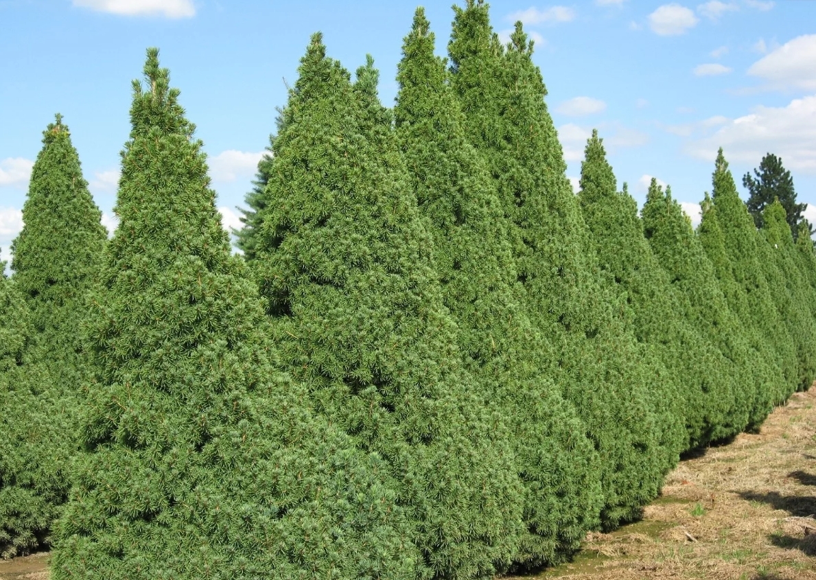 Ель канадская (Picea canadensis, glauca, alba), ее лучшие формы | Блог о  ландшафтном дизайне