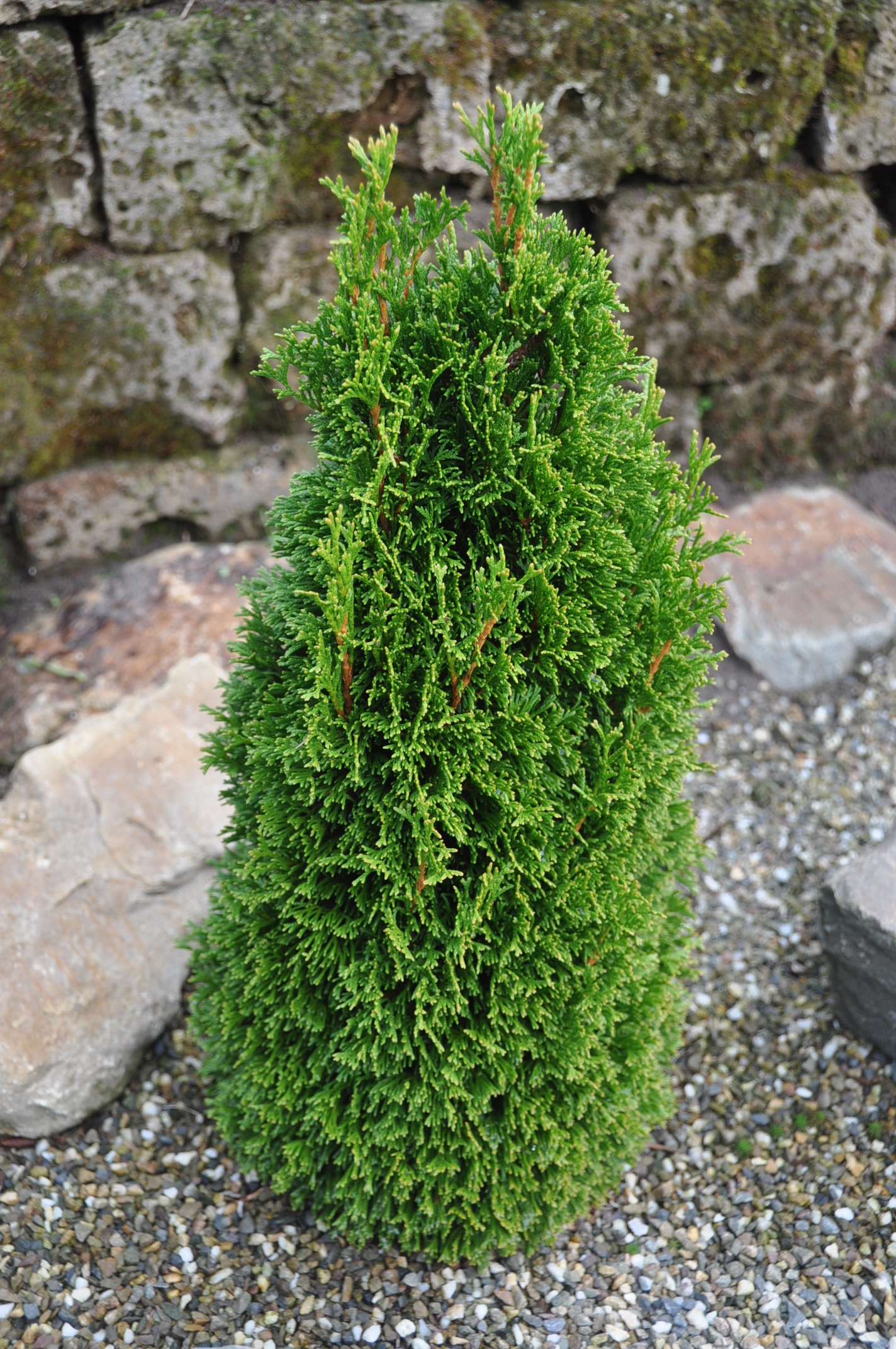 Туя западная Макс (Thuja occidentalis Maks)