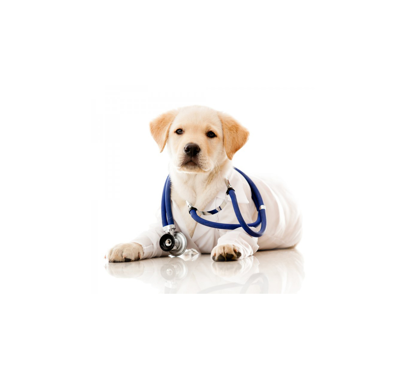Собака со стетоскопом