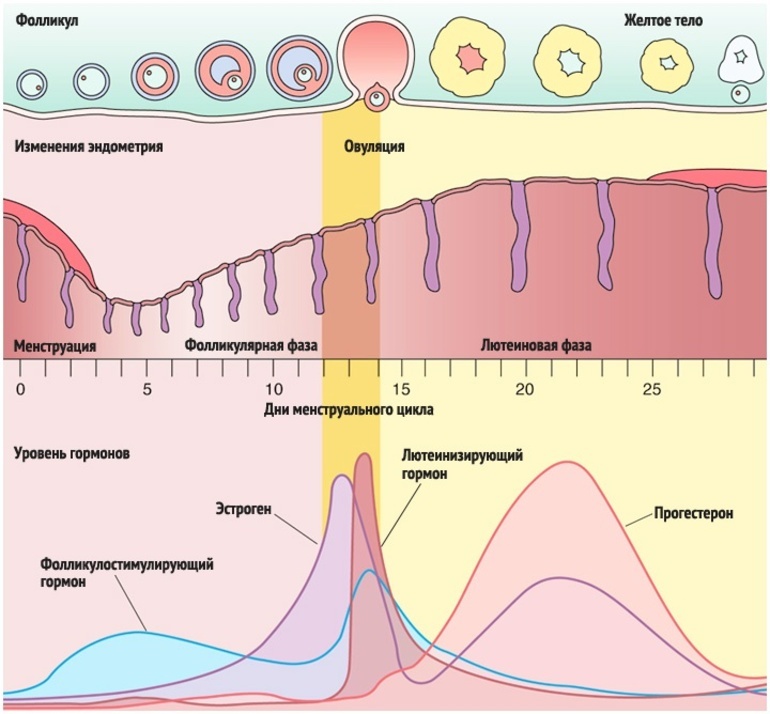 Овуляция схема цикла
