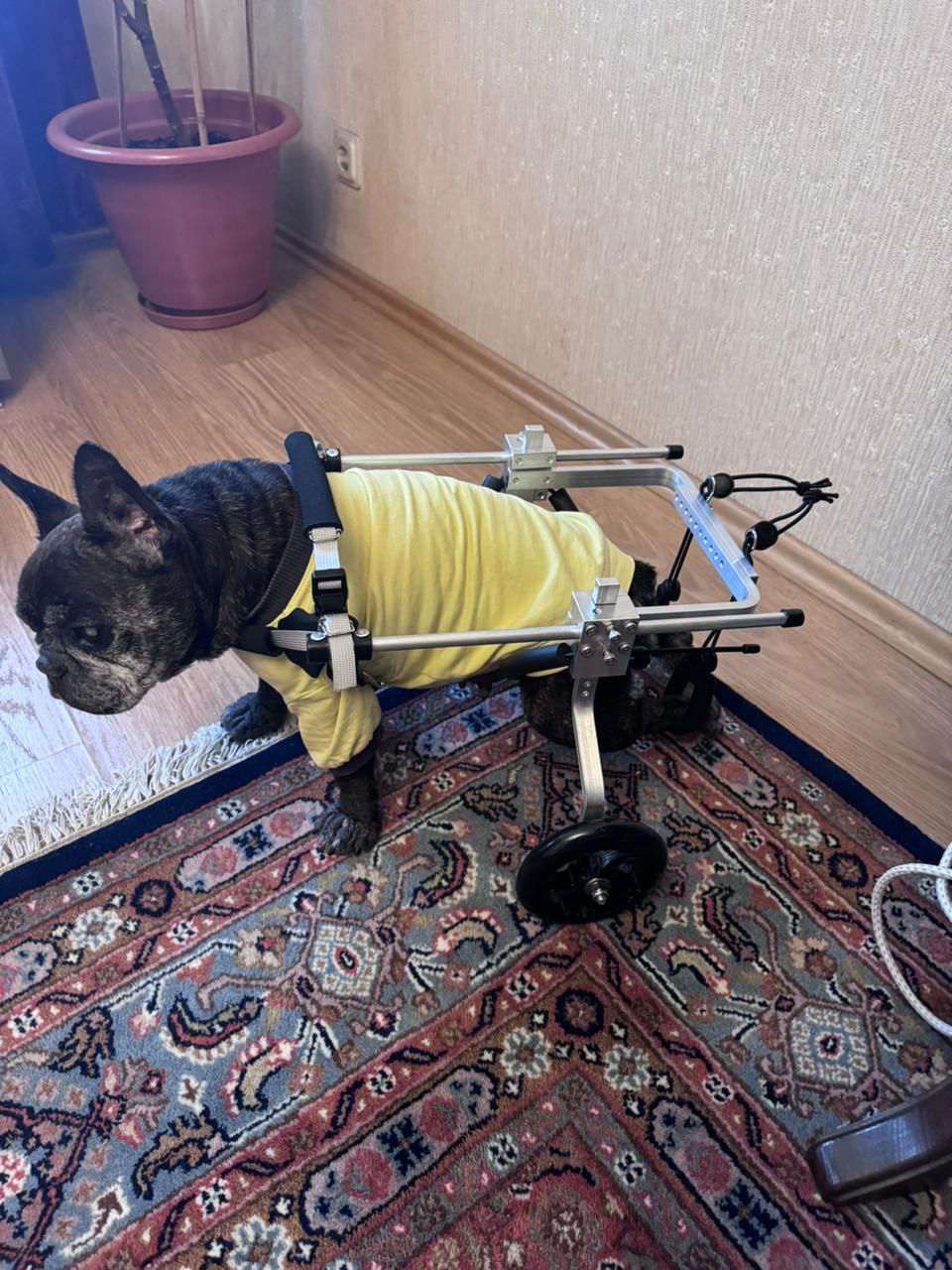 Deutscher Schäferhund im Rollstuhl beim Spaziergang