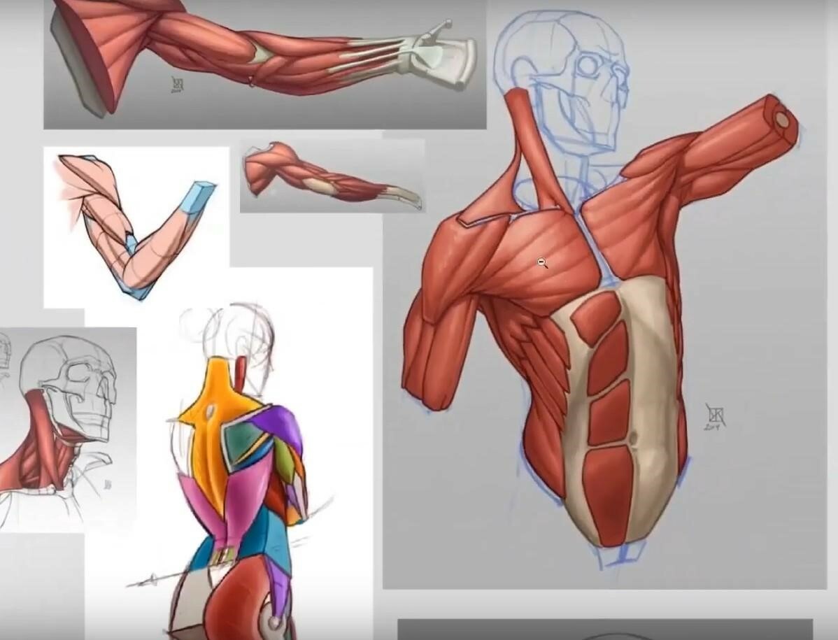 План изучения анатомии человека для художников