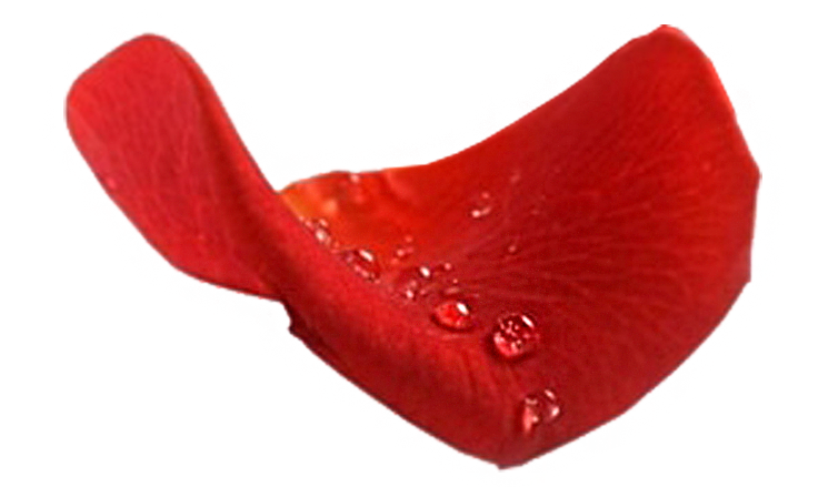 Лепестки роз в колбе